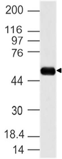 Polyclonal Antibody to IMPDHII