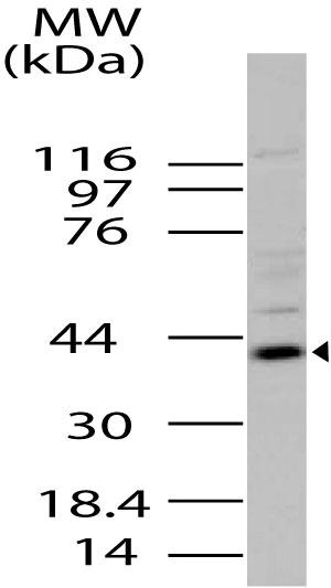 Polyclonal Antibody to Viperin