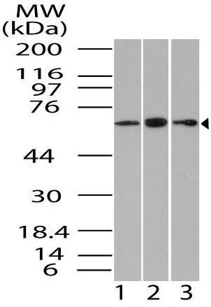 Polyclonal Antibody to Gbp1