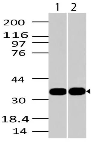 Polyclonal Antibody to AIMP1