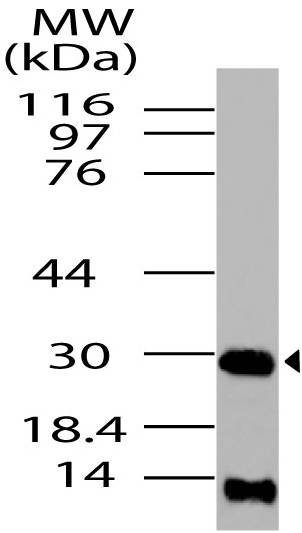 Polyclonal Antibody to HMGB1