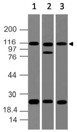 Polyclonal Antibody to NALP2