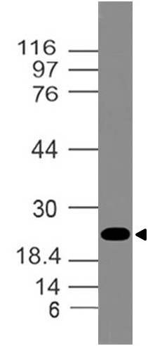 Polyclonal Antibody to HMGB1