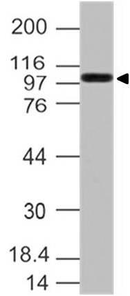 Peroxidase conjugated Goat anti Rat IgG (H+L)