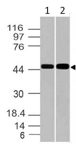 Polyclonal Antibody to GPR83