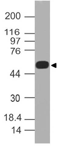 Polyclonal Antibody to AIRE/APECED