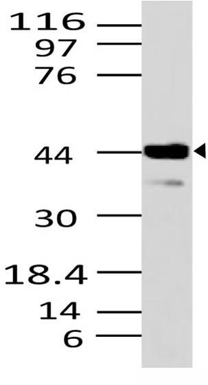 Polyclonal Antibody to Als2Cr2