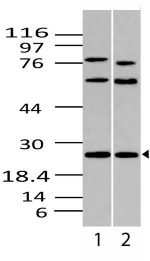 Polyclonal Antibody to Syndecan-4