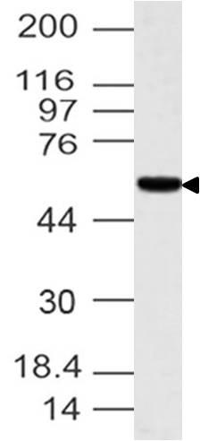 Polyclonal Antibody to Tis7