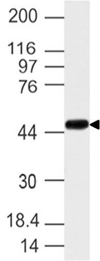 Polyclonal Antibody to NR2F6