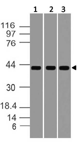 Polyclonal Antibody to  STING