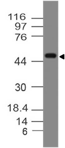 Polyclonal Antibody to Siglec9