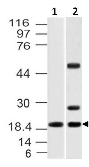 Polyclonal Antibody to IL-37