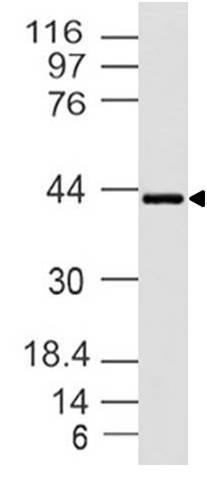 Polyclonal Antibody to CADM1