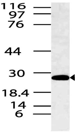 Polyclonal Antibody to SpiB