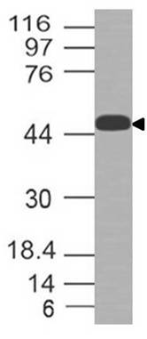 Polyclonal Antibody to LAT