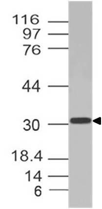 Polyclonal Antibody to PU.1