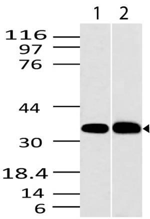 Polyclonal Antibody to CLEC1