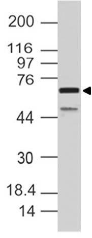 Polyclonal Antibody to SAMHD1