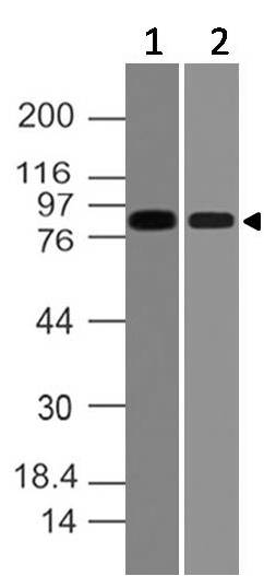 Polyclonal Antibody to VAV2