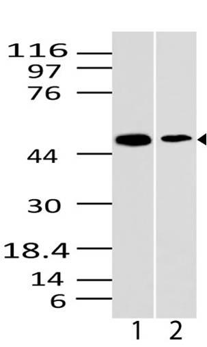 Polyclonal Antibody to CD209