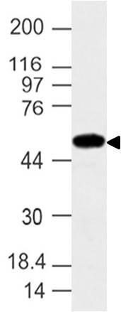 Polyclonal Antibody to IFIT2