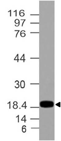 Polyclonal Antibody to REG3A