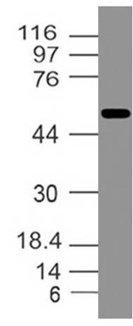 Polyclonal Antibody to Ifi202b (Mouse)