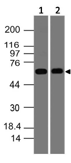 Polyclonal Antibody to SWAP70