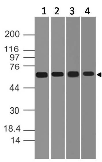 Polyclonal Antibody to DDX41