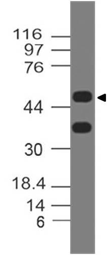 Polyclonal Antibody to Dec1