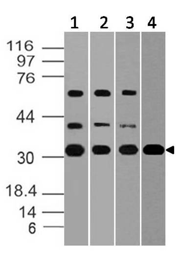 Polyclonal Antibody to Blys