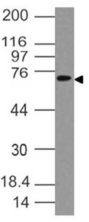 Polyclonal Antibody to IL-18RAP