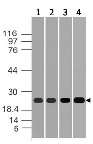 Polyclonal Antibody to ERS25