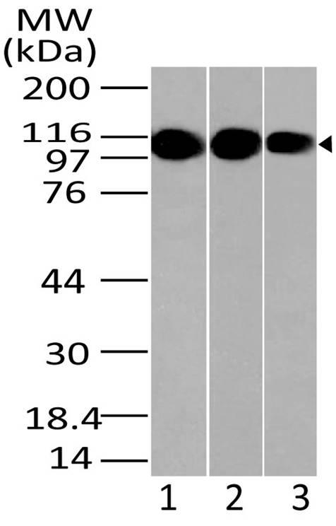 Polyclonal Antibody to LSD1