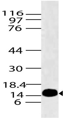 Polyclonal Antibody to Histone H2A.x