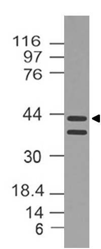 Polyclonal Antibody to Dnmt3L