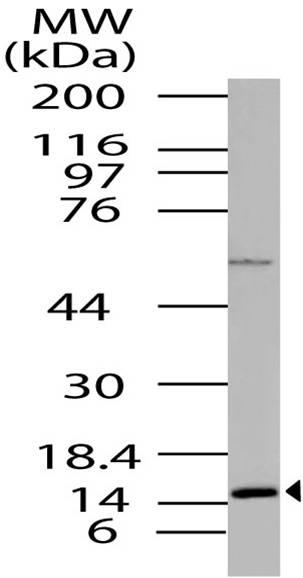 Polyclonal Antibody to Histone H2A