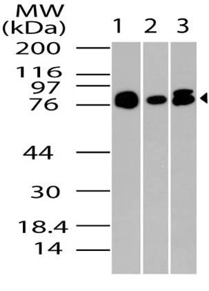 Polyclonal Antibody to PRMT7