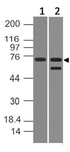 Polyclonal Antibody to PRDM5