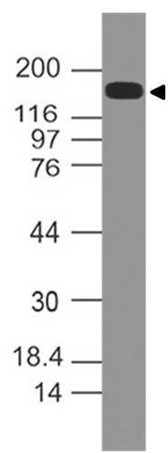 Polyclonal Antibody to eIF3A