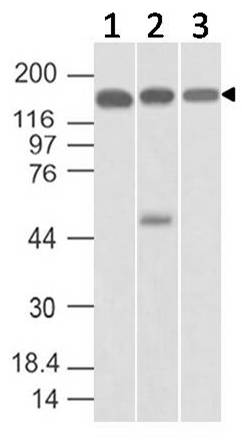 Polyclonal Antibody to SMC4