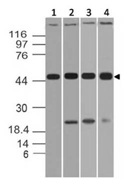 Polyclonal antibody to JMJD6