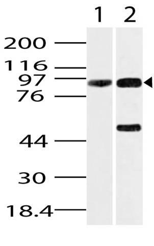 Polyclonal Antibody to GRP94