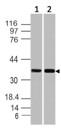 Polyclonal Antibody to SPARC/Osteonectin