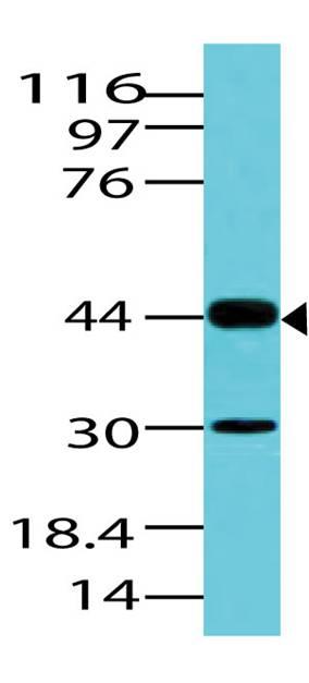 Polyclonal Antibody to PAX2