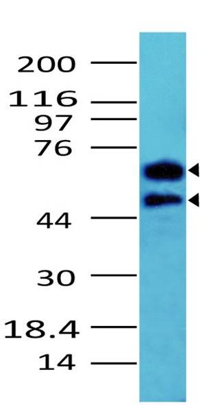 Polyclonal Antibody to CDC25a