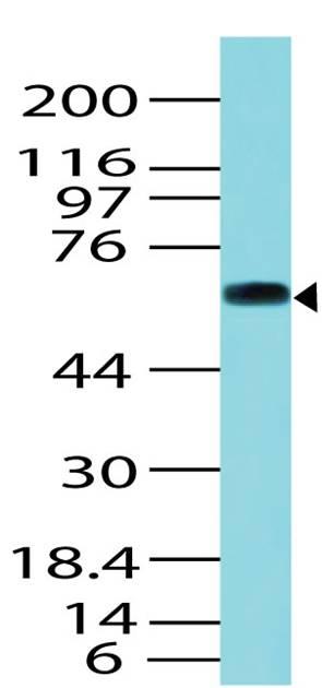 Polyclonal Antibody to Trim29