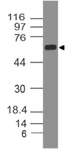 Polyclonal Antibody to PTEN