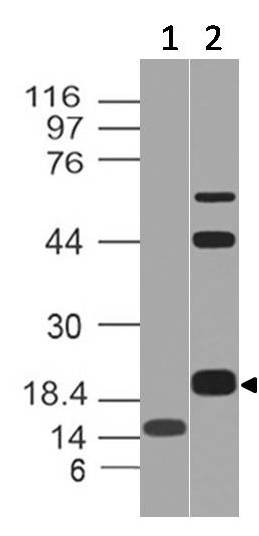 Polyclonal Antibody to CD3e